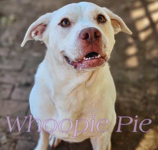Photo of Whoopie Pie