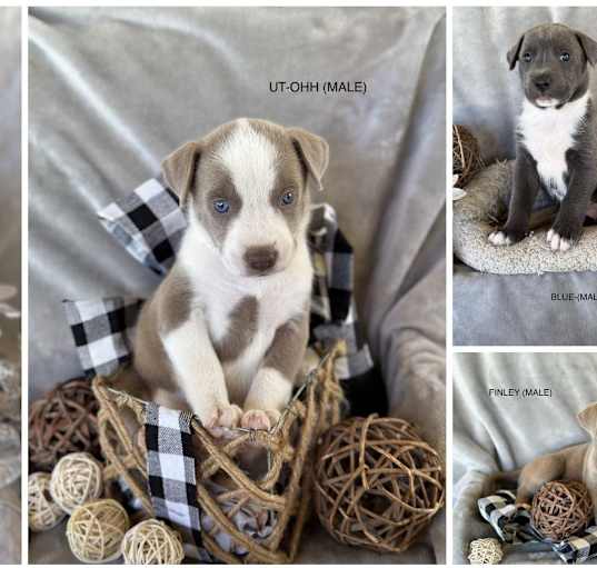 Photo of 4 male puppies