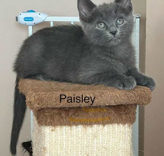 Photo of Paisley