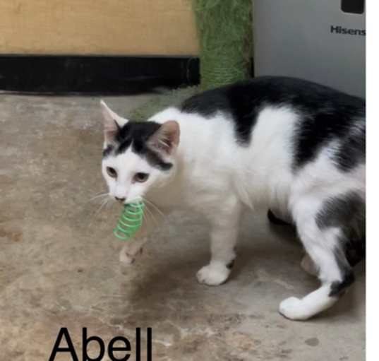 Photo of Abell