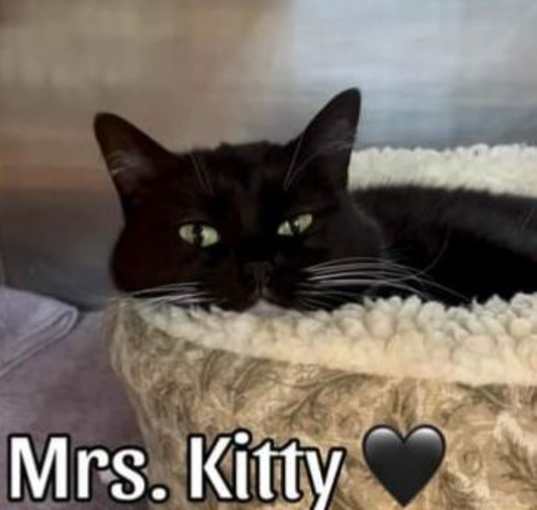 Photo of Miss Kitty