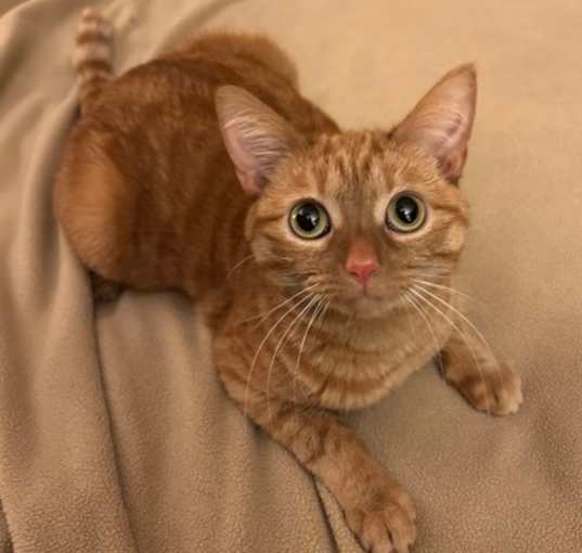 Photo of Marmalade