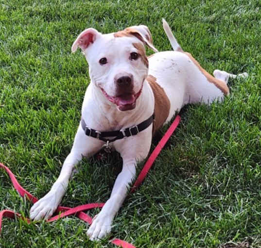Photo of Maple