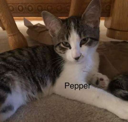 Photo of Pepper