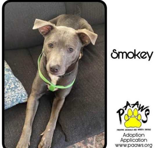 Photo of Smokey