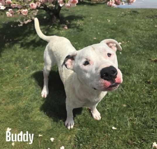 Photo of Buddy