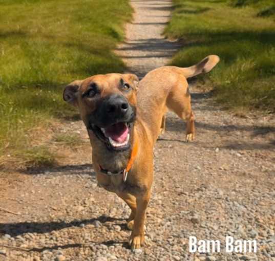 Photo of Bam-Bam