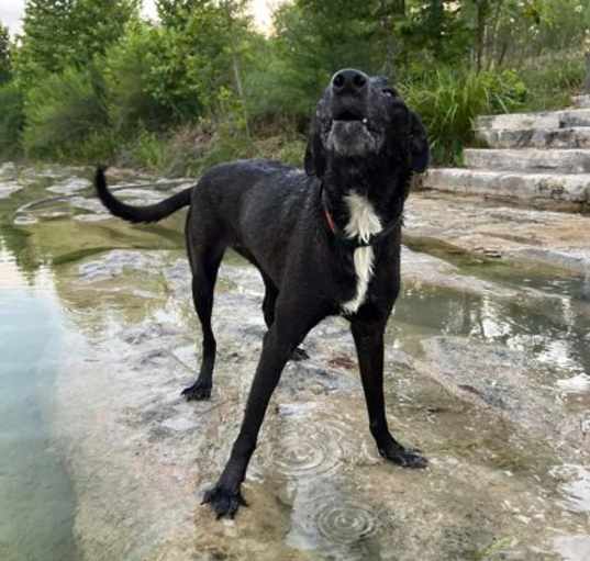 Photo of Fantine (In Foster) * Guardian Angel