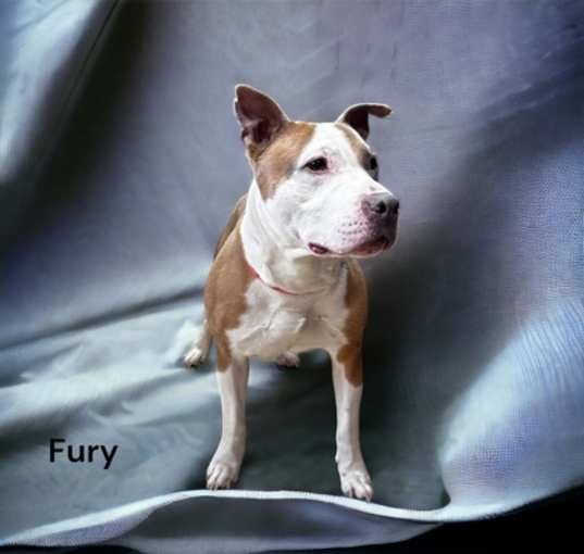 Photo of Fury