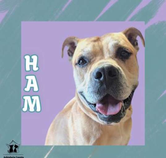 Photo of Ham