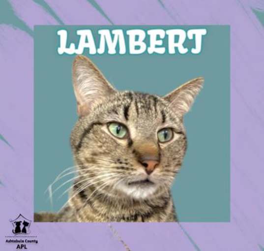 Photo of Lambert