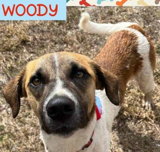 Photo of Woody (Cocoa Adoption Center)