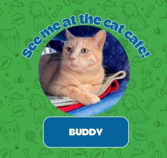 Photo of Buddy