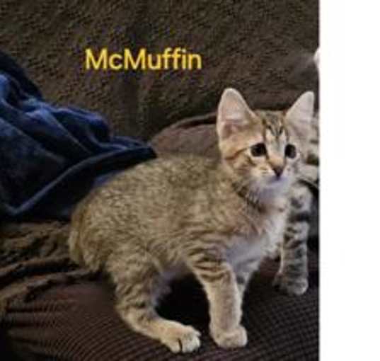 Photo of McMuffin