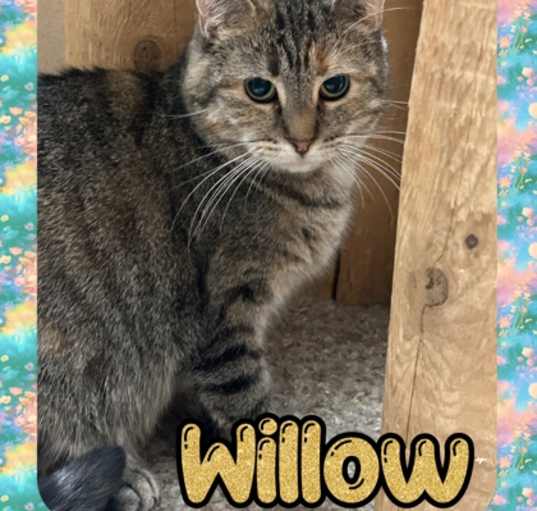 Photo of Willow