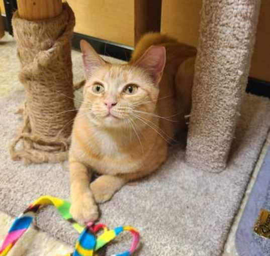 Photo of Goldie - PetSmart Marlton