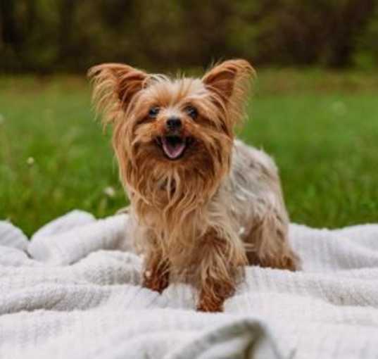 Photo of Roxie the Yorkie Cross