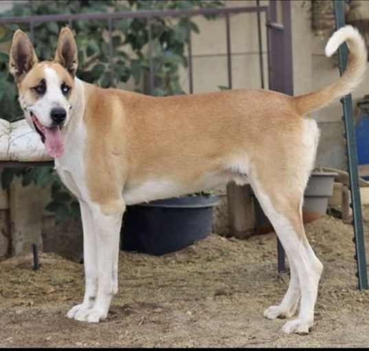 Photo of MARMADUKE