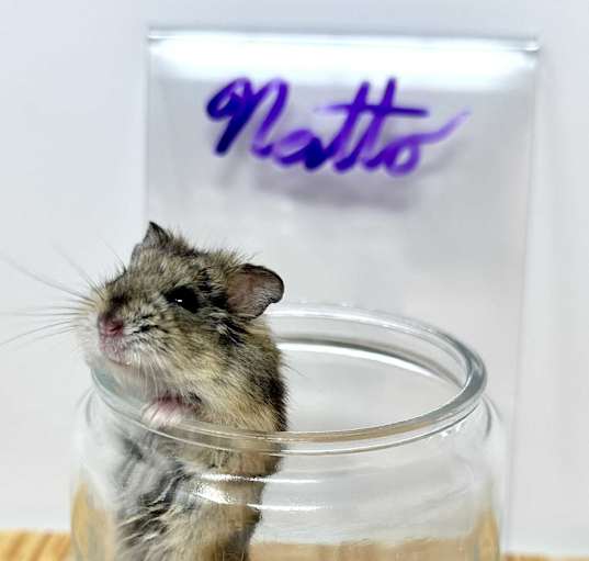 Photo of Natto