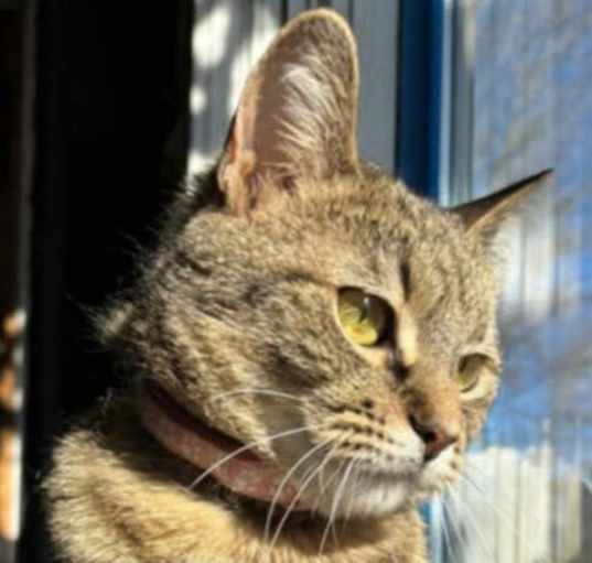 Photo of Diamond