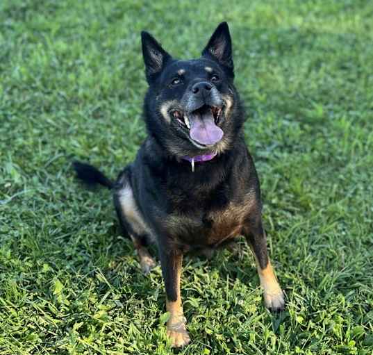 Photo of Bella