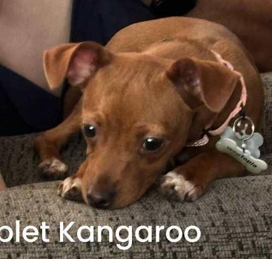 Photo of Nibblet Kangaroo