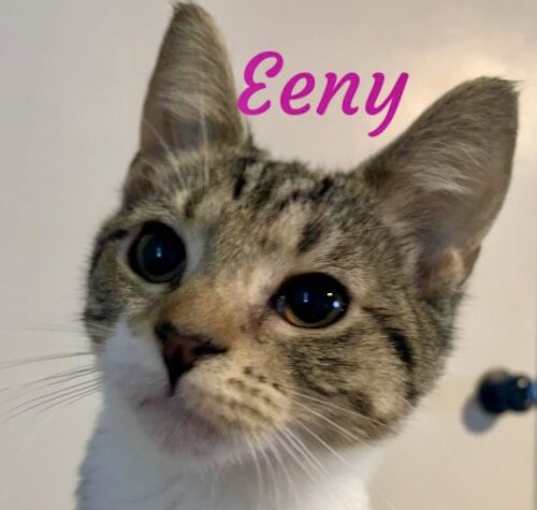 Photo of Eeny