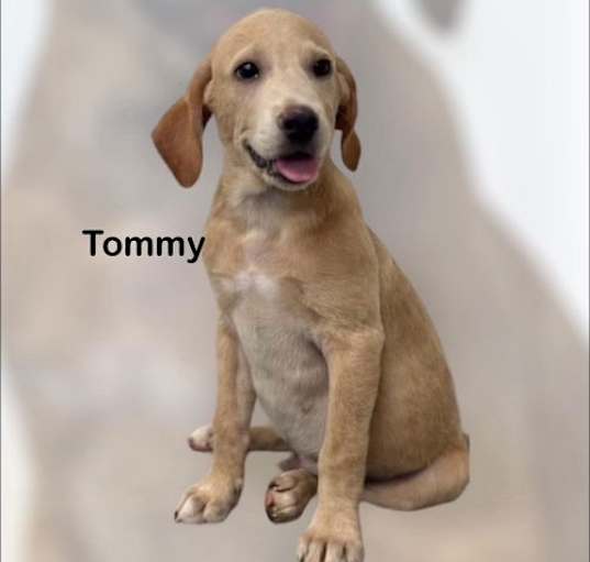 Photo of Tommy