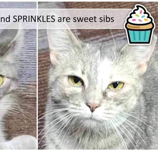 Photo of Cupcake & SPrinkles