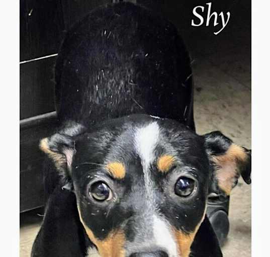 Photo of Shy