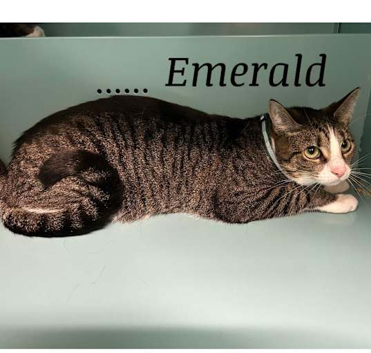 Photo of Emerald