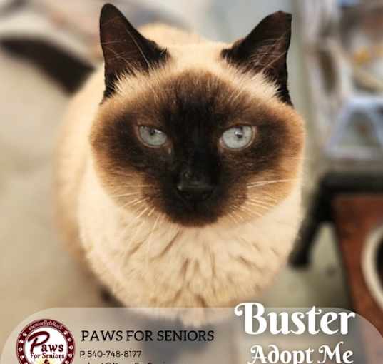 Photo of Buster