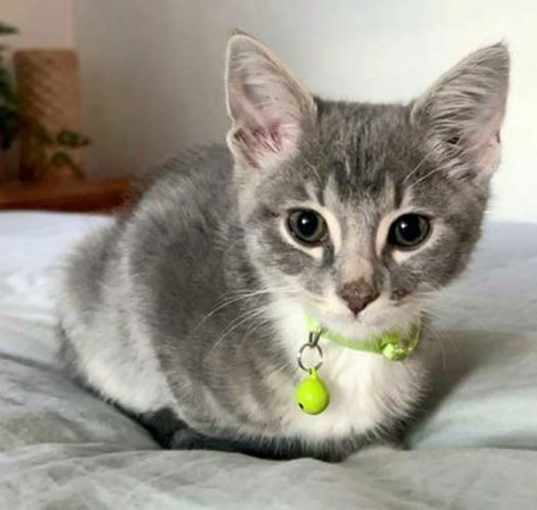 Photo of KITTEN PISTACHIO