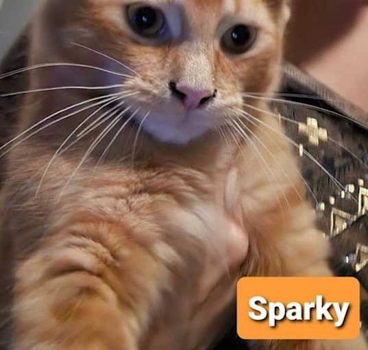 Photo of Sparky