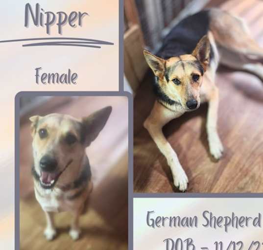 Photo of Nipper