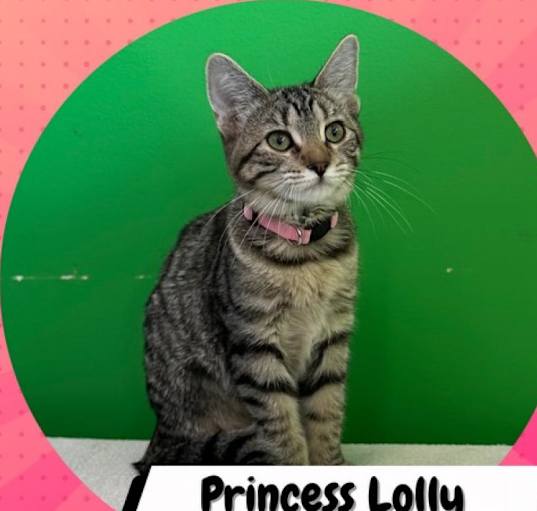 Photo of Princess Lolly