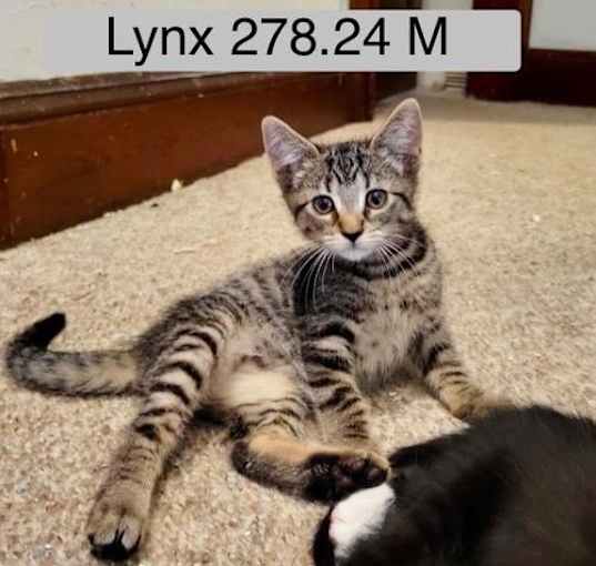 Photo of Foster Lynx