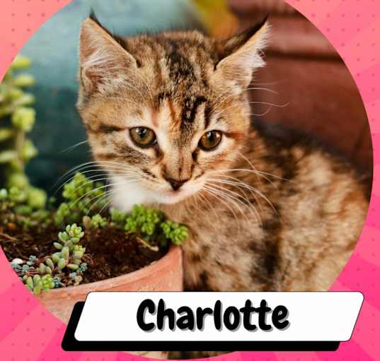 Photo of Charlotte La Bouff