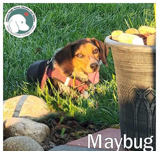 Photo of Maybug