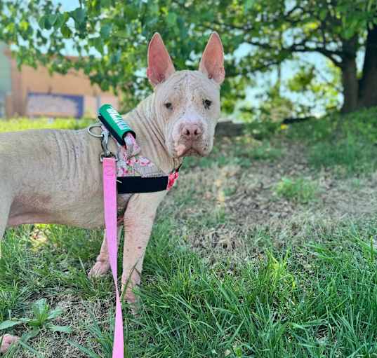 Photo of Bunny Poo Poo