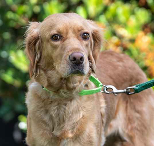Photo of Maggie