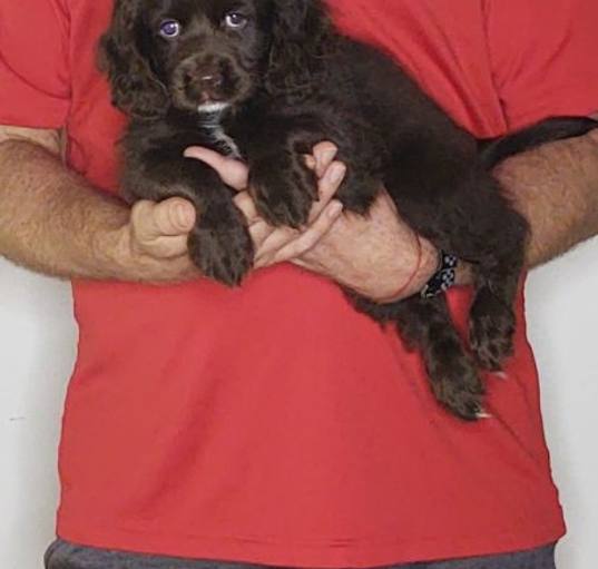 Photo of Champ