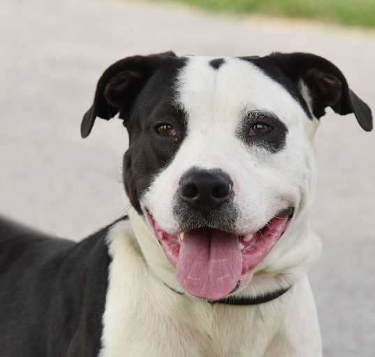 Photo of Atticus