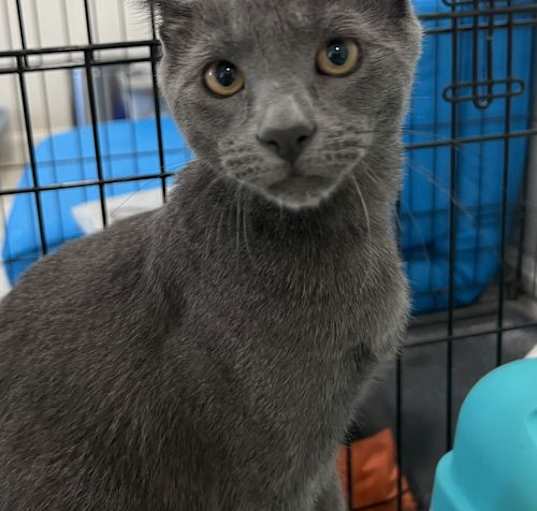 Photo of Basket - KITTEN IN FOSTER