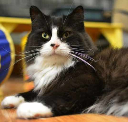 Photo of Charlot