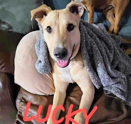 Photo of Lucky