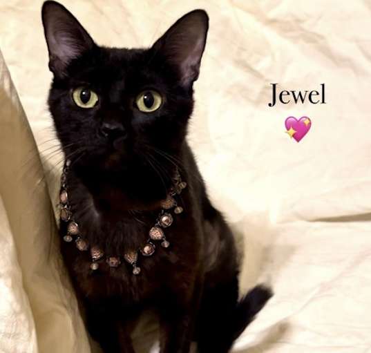 Photo of Jewel - Courtesy Post