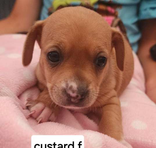 Photo of Custard