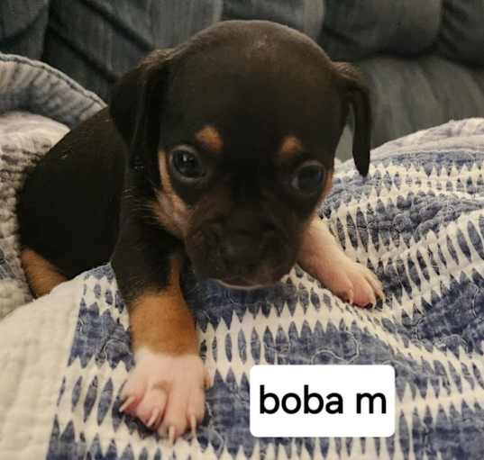 Photo of Boba