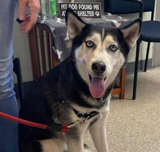 Photo of Lora (Lor) (Cocoa Adoption Center)